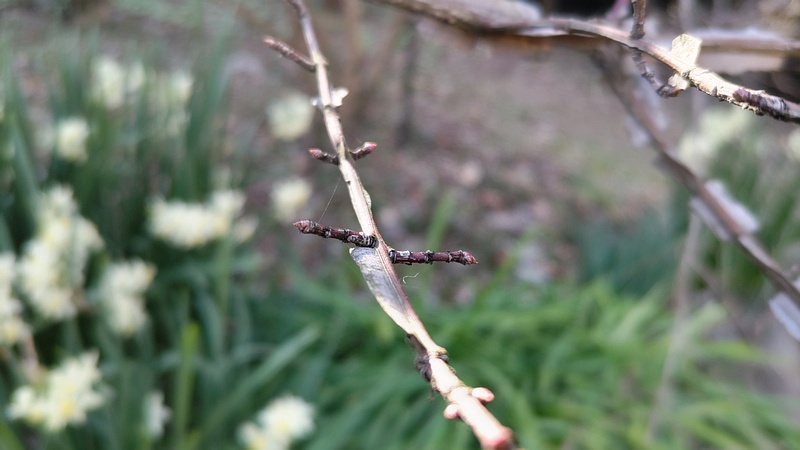 ニシキギの冬芽 横浜市旭区希望が丘水の森公園