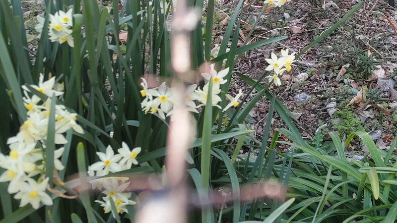 スイセンの花 横浜市旭区希望が丘水の森公園