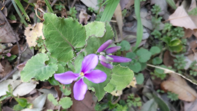 オオアラセイトウの花 横浜市旭区希望が丘水の森公園