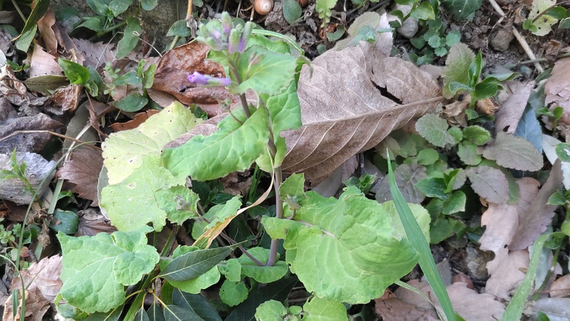 オオアラセイトウの蕾 横浜市旭区希望が丘水の森公園