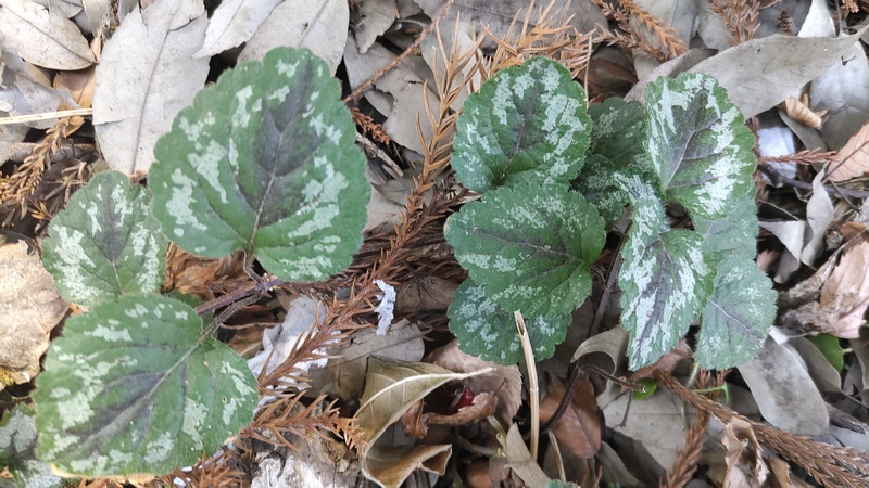 キバナオドリコソウ 横浜市旭区希望が丘水の森公園