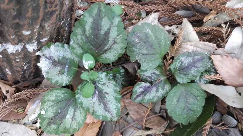 キバナオドリコソウ 横浜市旭区希望が丘水の森公園