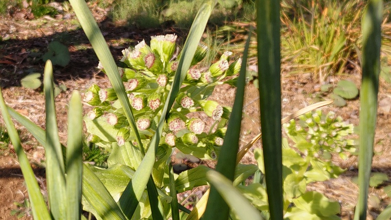 フキノトウ 横浜市旭区中希望が丘