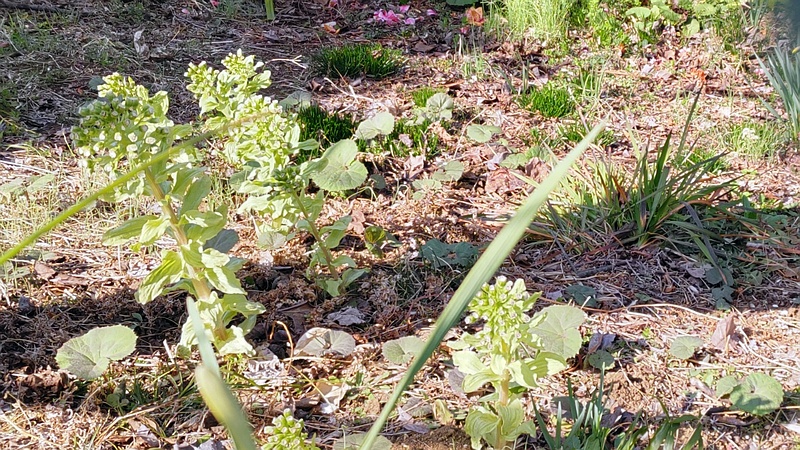 フキノトウ 横浜市旭区中希望が丘