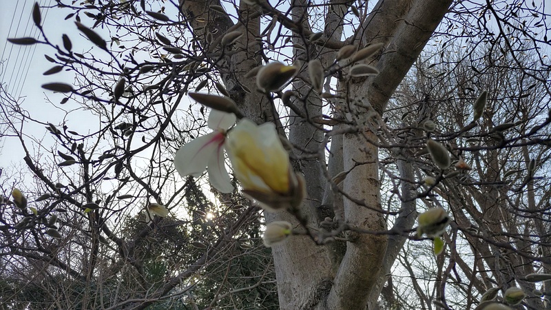 コブシの花 横浜市瀬谷区長屋門公園