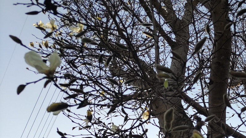 コブシの花 横浜市瀬谷区長屋門公園