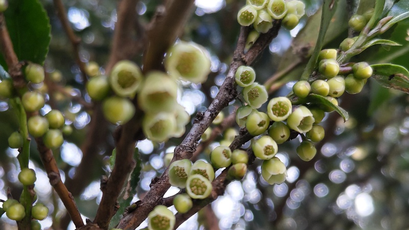 ヒサカキの雄花 横浜市瀬谷区長屋門公園