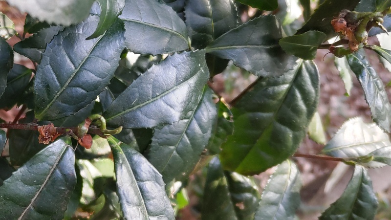 チャノキの果実 横浜市瀬谷区長屋門公園