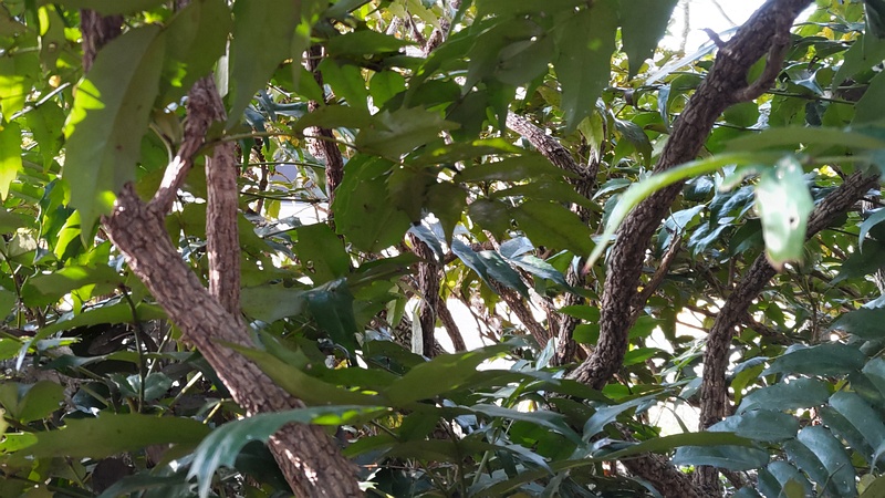 ヒイラギナンテンの樹皮 横浜市瀬谷区長屋門公園
