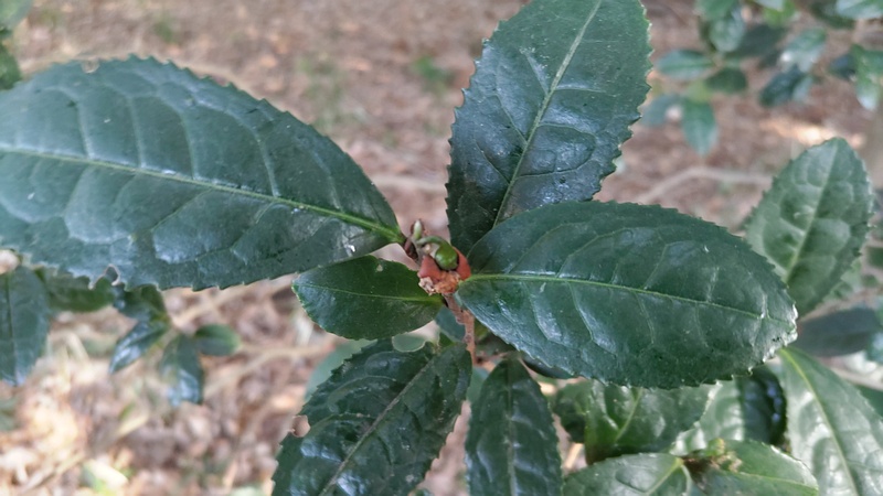 チャノキの果実 横浜市瀬谷区長屋門公園