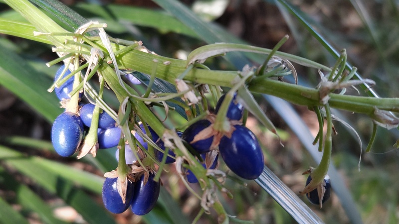 ノシランの果実 横浜市瀬谷区長屋門公園