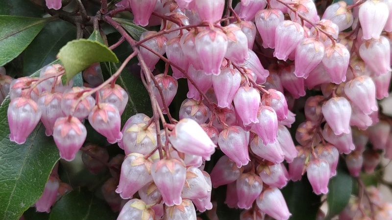 アセビの花 横浜市瀬谷区長屋門公園
