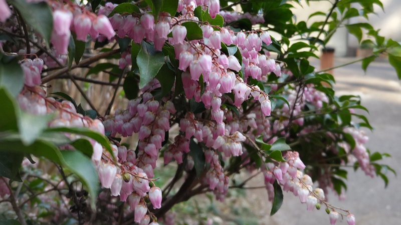 アセビの花 横浜市瀬谷区長屋門公園