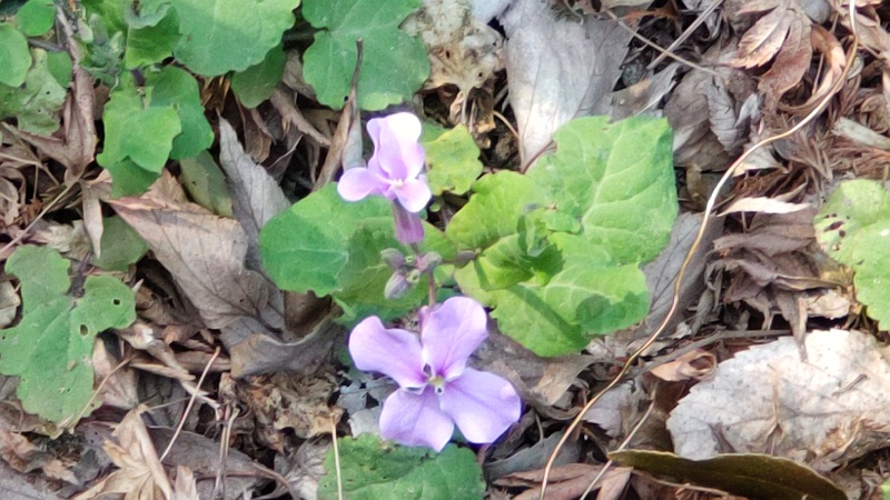 オオアラセイトウの花 横浜市瀬谷区長屋門公園