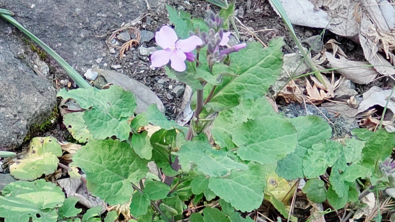 オオアラセイトウの花 横浜市瀬谷区長屋門公園