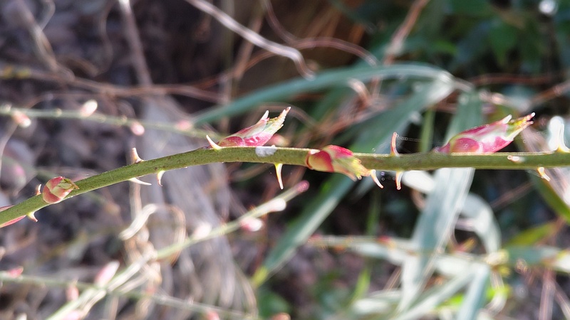モミジイチゴの冬芽 横浜市瀬谷区長屋門公園