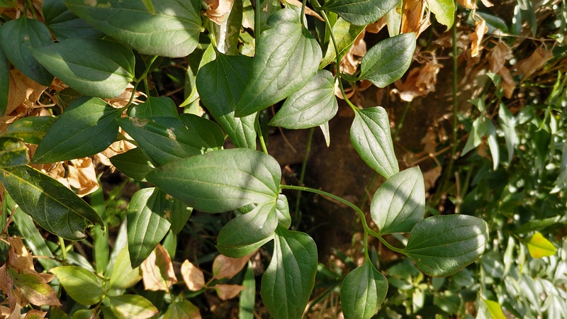 センニンソウの葉 横浜市瀬谷区長屋門公園
