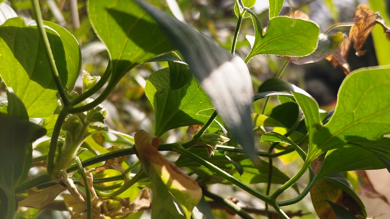 センニンソウの葉 横浜市瀬谷区長屋門公園