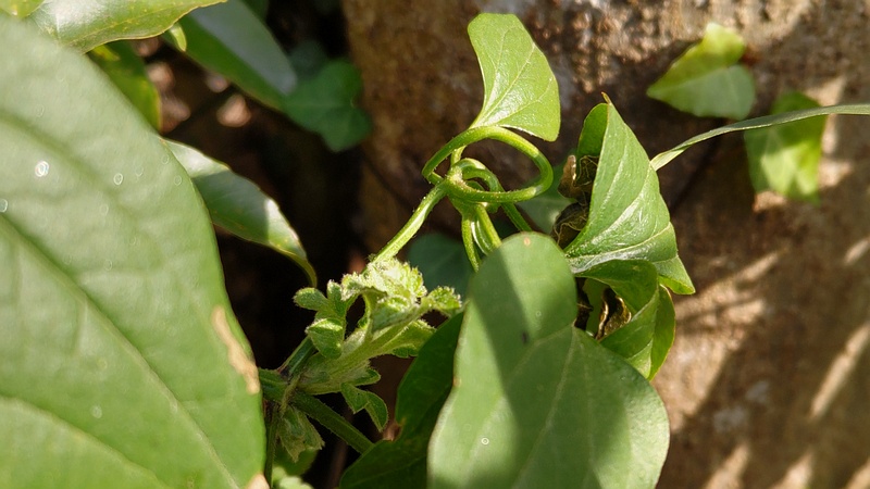 センニンソウの葉 横浜市瀬谷区長屋門公園