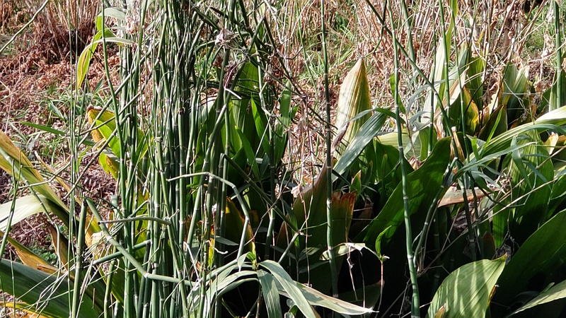 ハランとトクサ 横浜市瀬谷区長屋門公園