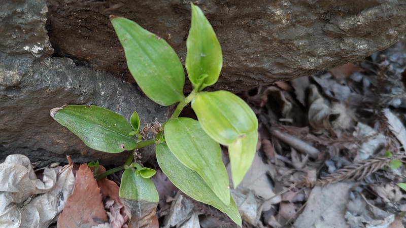 トキワツユクサ 横浜市瀬谷区長屋門公園