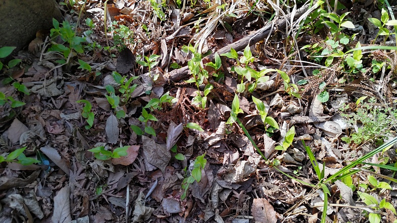 トキワツユクサ 横浜市瀬谷区長屋門公園