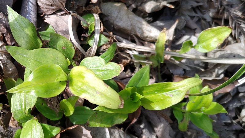トキワツユクサ 横浜市瀬谷区長屋門公園