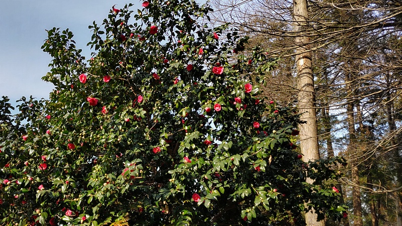 ツバキの花 横浜市瀬谷区長屋門公園