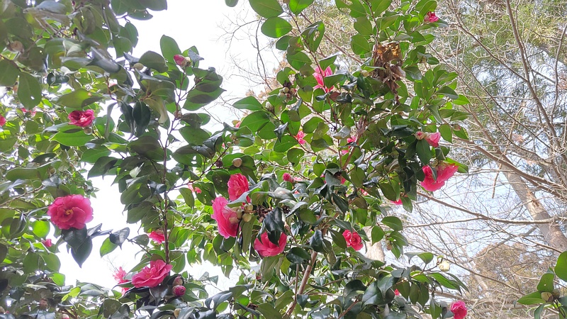 ツバキの花 横浜市瀬谷区長屋門公園
