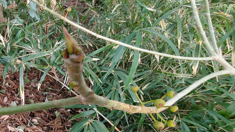 イヌビワの雌花嚢と芽 横浜市瀬谷区長屋門公園