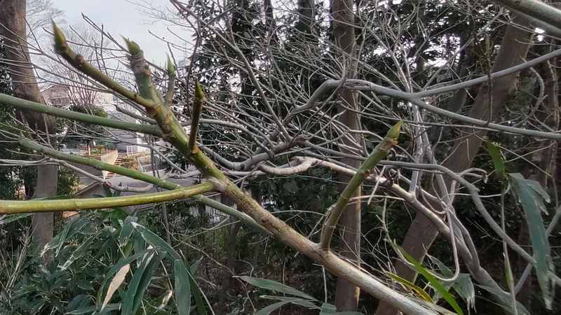 イヌビワの芽 横浜市瀬谷区長屋門公園