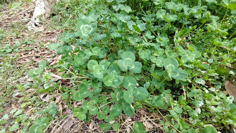 シロツメクサ 横浜市旭区中希望が丘