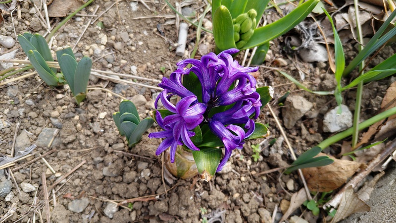 ヒヤシンスの花 横浜市旭区今川町