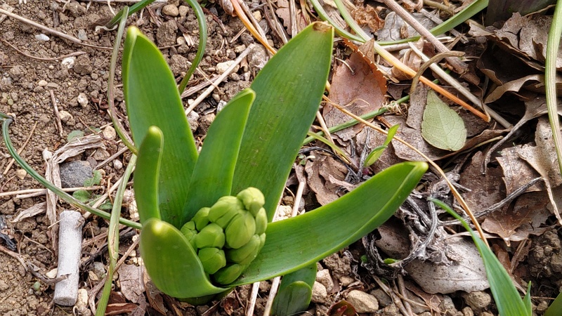ヒヤシンスの蕾 横浜市旭区今川町