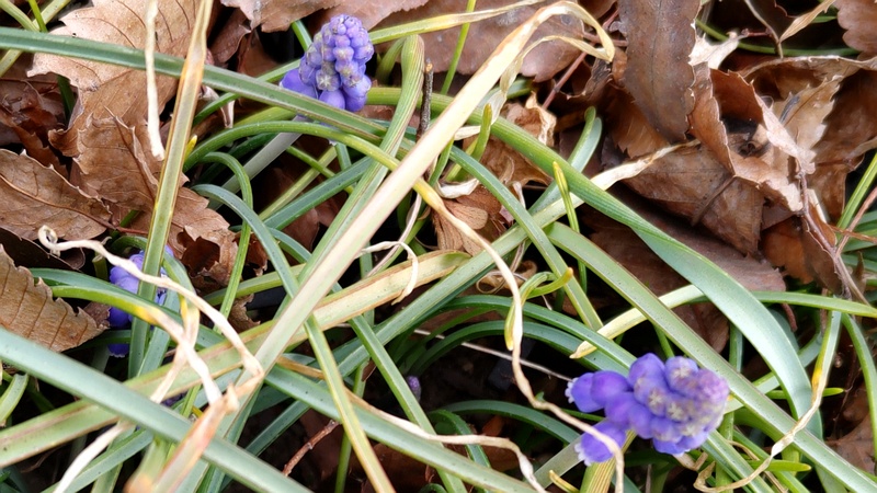 ムスカリの花 横浜市旭区今川町