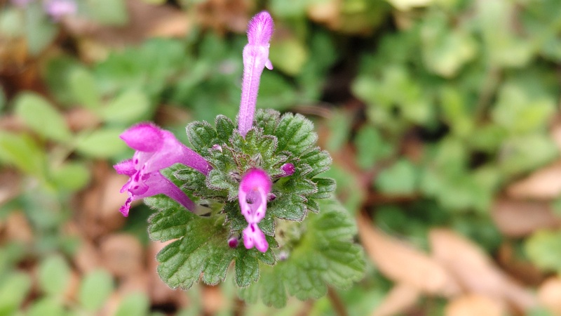 ホトケノザの花 横浜市旭区今川町