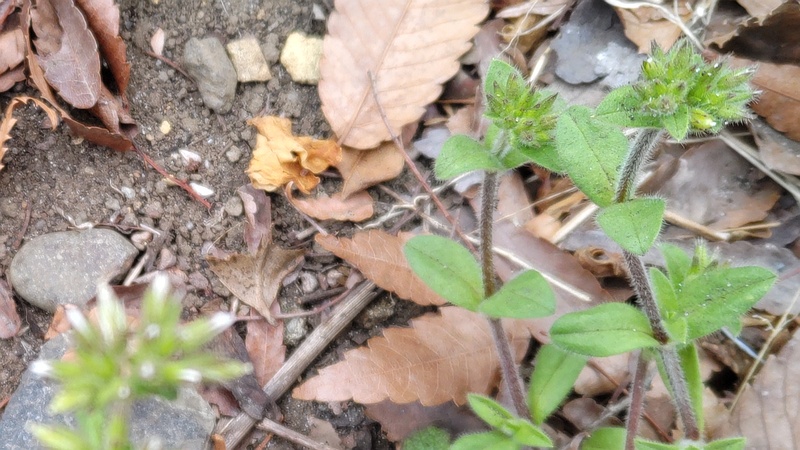 オランダミミナグサの花 横浜市旭区今川町