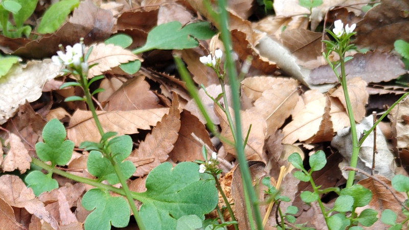 ミチタネツケバナの花 横浜市旭区今川町