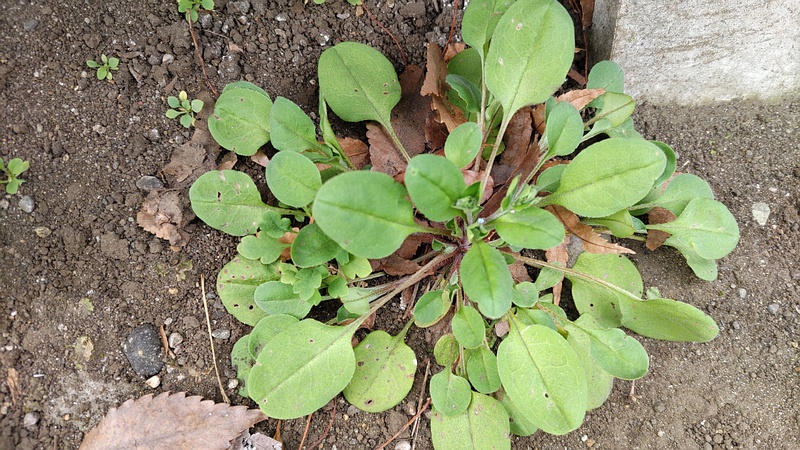 キュウリグサの花 横浜市旭区今川町