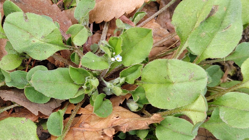 キュウリグサの花 横浜市旭区今川町