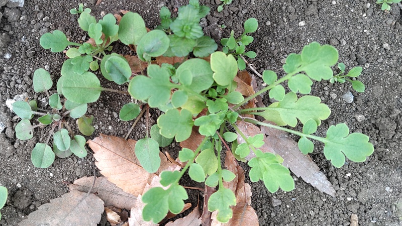 クサノオウ 横浜市旭区今川町