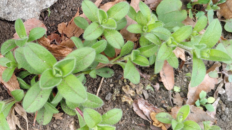 オランダミミナグサ 横浜市旭区今川町
