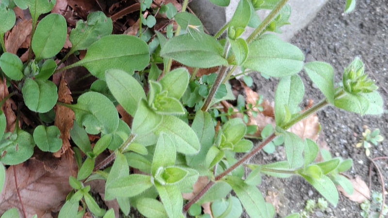 オランダミミナグサ 横浜市旭区今川町
