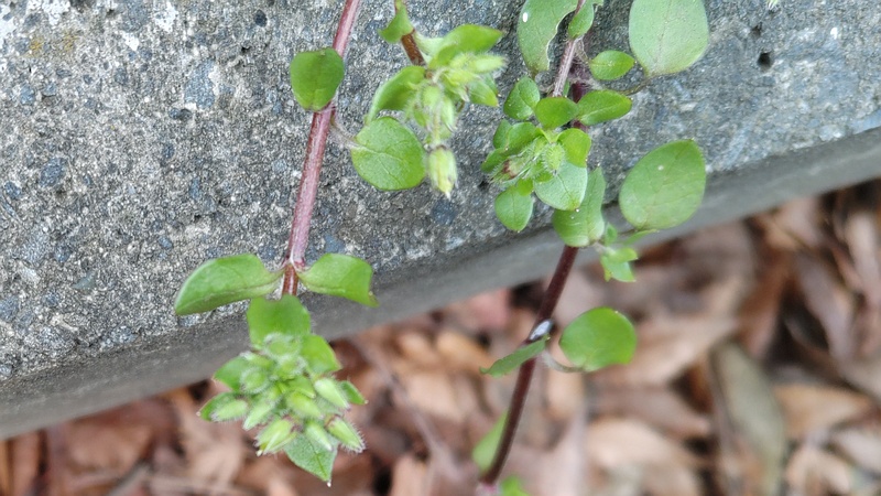 オランダミミナグサ 横浜市旭区今川町