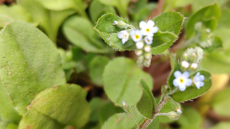 キュウリグサの花 横浜市旭区今川町