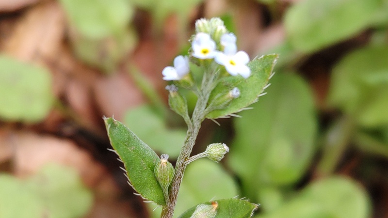 キュウリグサの花 横浜市旭区今川町