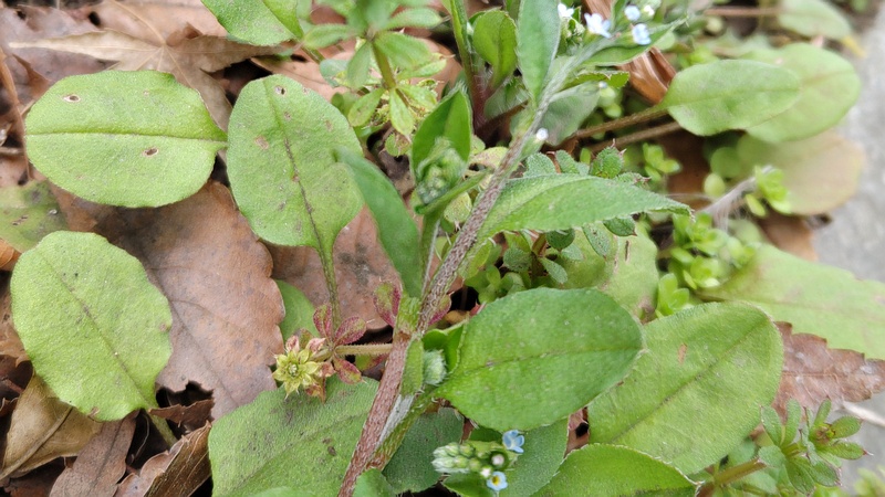 キュウリグサの花 横浜市旭区今川町