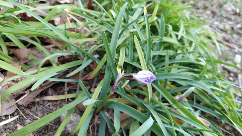 ハナニラの蕾 横浜市旭区今川町