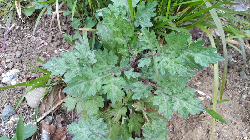 ヨモギ 横浜市旭区今川町