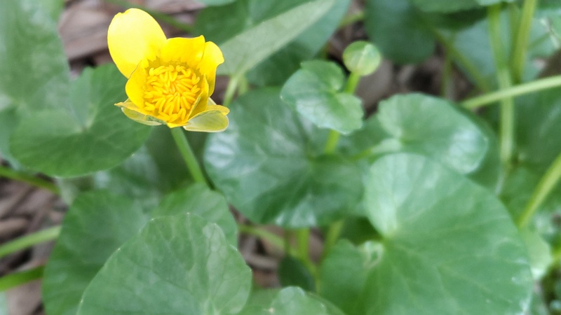 キクザキリュウキンカの花 横浜市旭区今川町